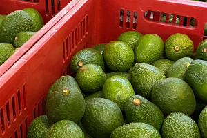 Aguacate Mercado