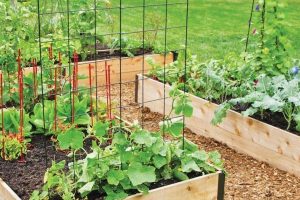 Box Garden