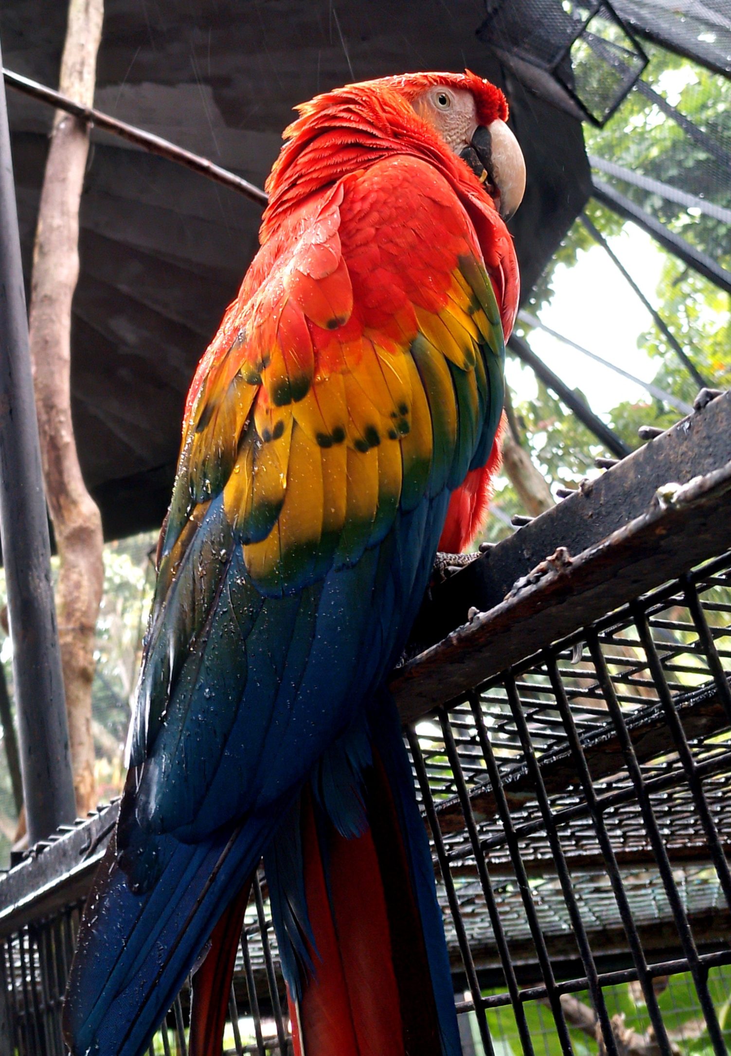el guacamaya