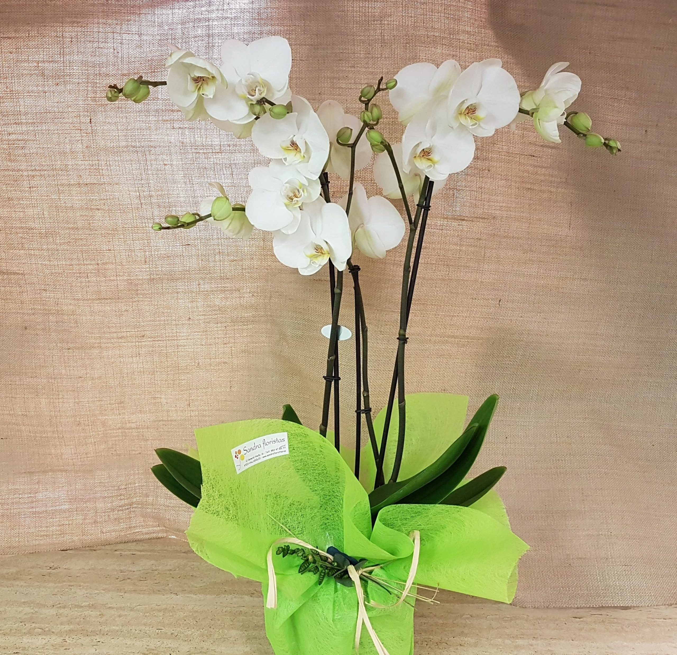 flores y plantas sandra 1 scaled
