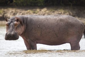 Hippo