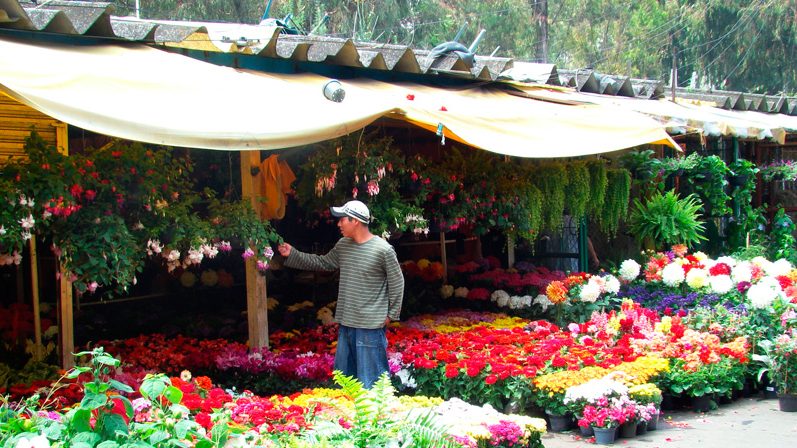 mercado de plantas 1