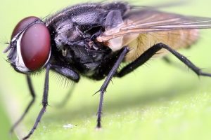 Mosca 5 Mosca