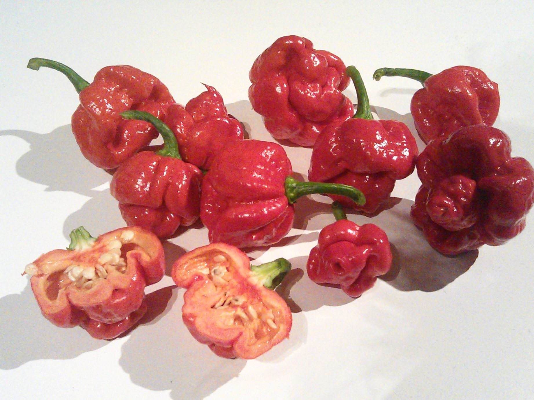 Paprika Trinidad 1 paprika trinidad 1