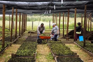 Vivero SembrAndo